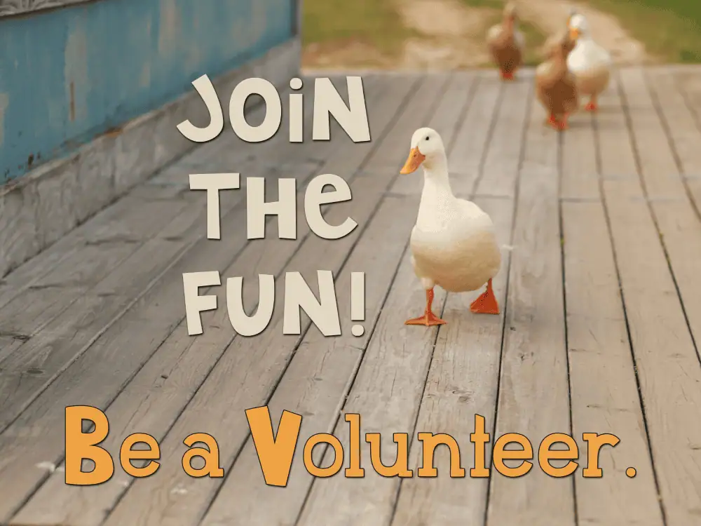 An image of a white mama duck crossing a small flat wooden bridge, followed by three brown and one white duckling. Across the image are the words: "Join the Fun! Be a Volunteer!"