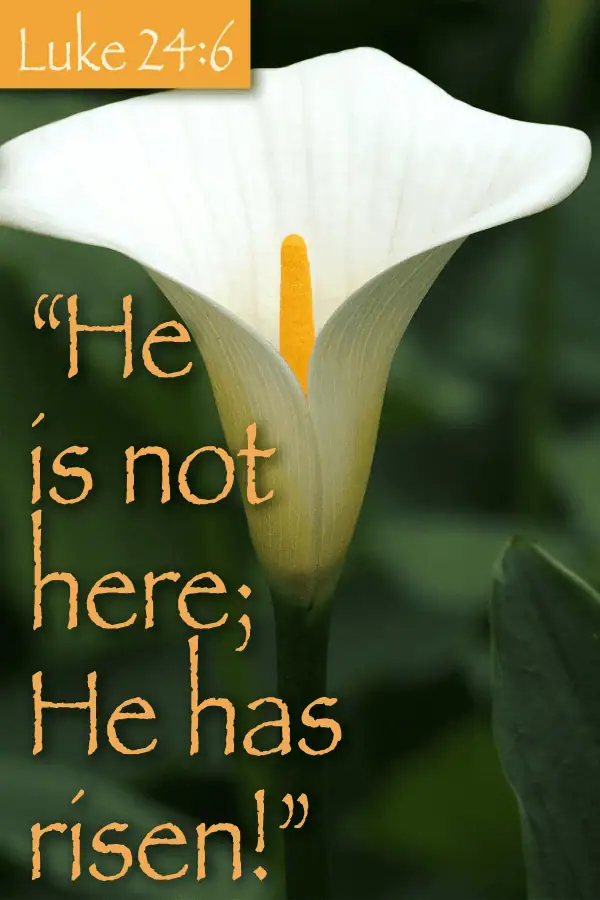 A photo of a calla lily with the verse from Luke 24:6: He is not here; he has risen!
